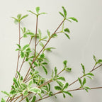 36" Faux Variegated Terminalia Leaf Branch