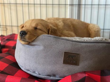 DREAM CHASER CHARCOAL DONUT BED - SMALL